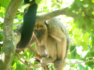 [This monkey with very long golden fur is crouched in a tree branch. Its face is much darker than the fur surrounding it in a heart shape.]